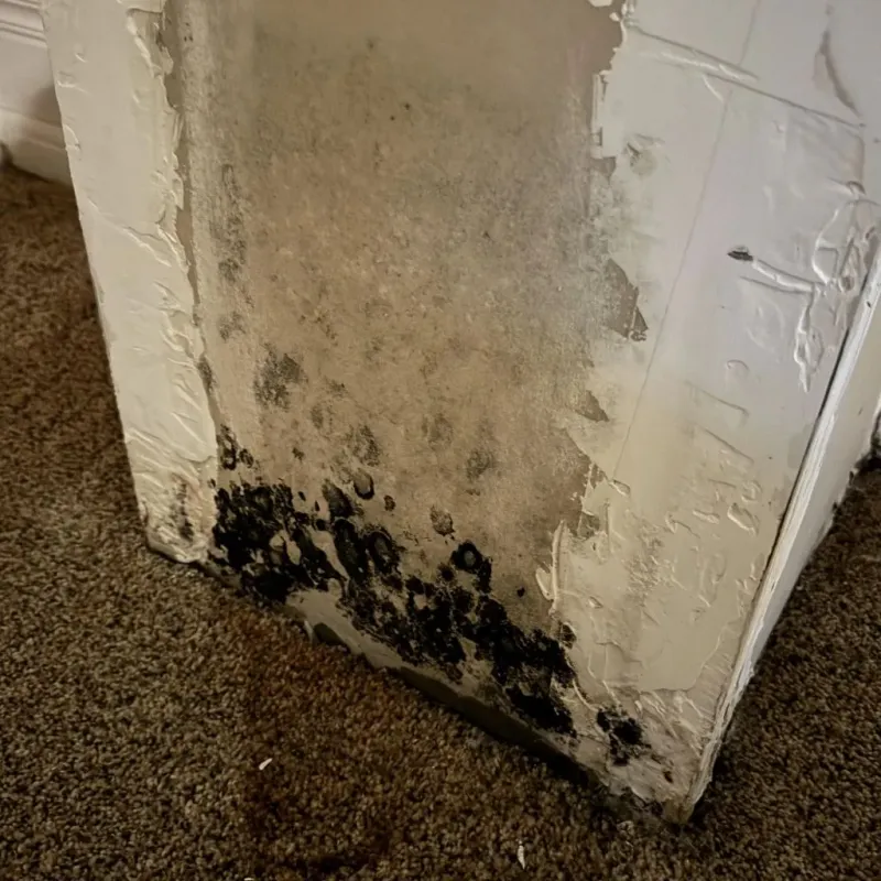 Professional Mold Removal in Parker, CO